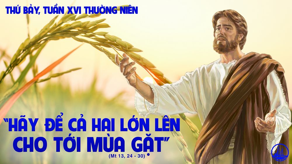 Thứ Bảy tuần 16 thường niên. – Lúa và cỏ lùng.