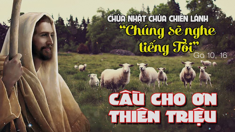 CHÚA NHẬT 4 PHỤC SINH Năm C. – CHÚA CHIÊN LÀNH.